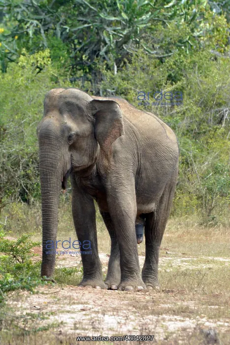 : Asian Elephant - young male, Bundala, Sri Lanka : Asian Elephant - young male, Bundala, Sri Lanka
