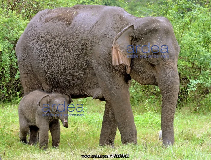 : Asian Elephant young with its mother : Asian Elephant young with its mother
