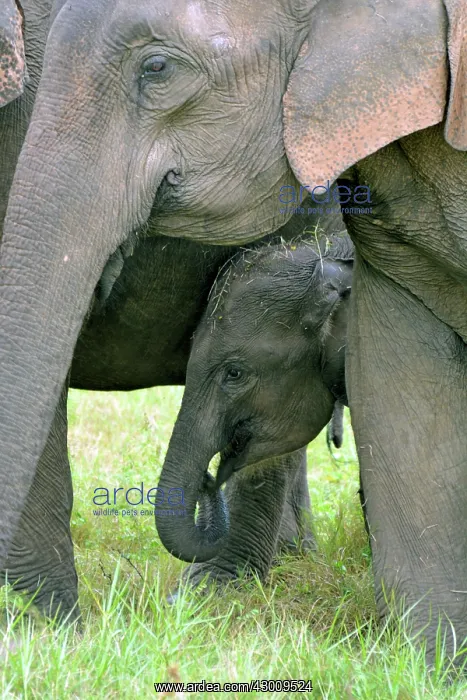 : Asian Elephant young with its mother : Asian Elephant young with its mother