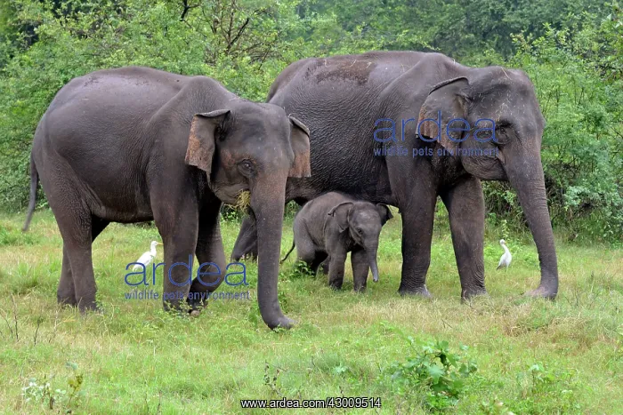 : Asian Elephant young with its mother and aunt : Asian Elephant young with its mother and aunt