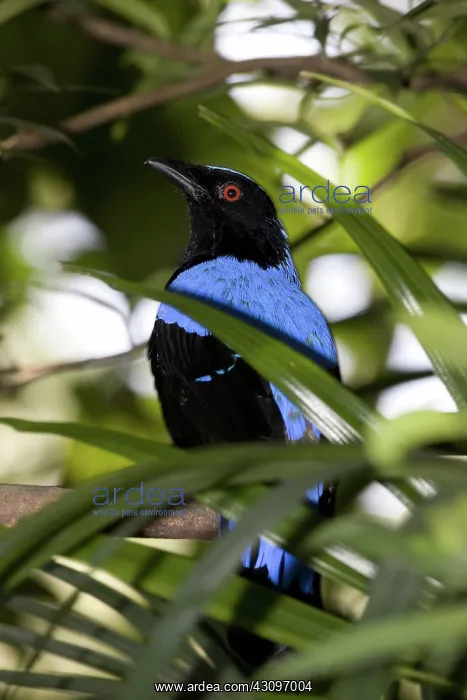: Asian Fairy-bluebird : Asian Fairy-bluebird