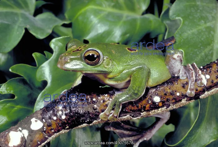: Asian flying frog : Asian flying frog