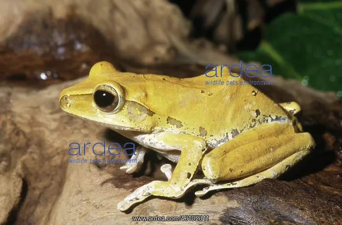 : Asian Foam-nest Treefrog : Asian Foam-nest Treefrog