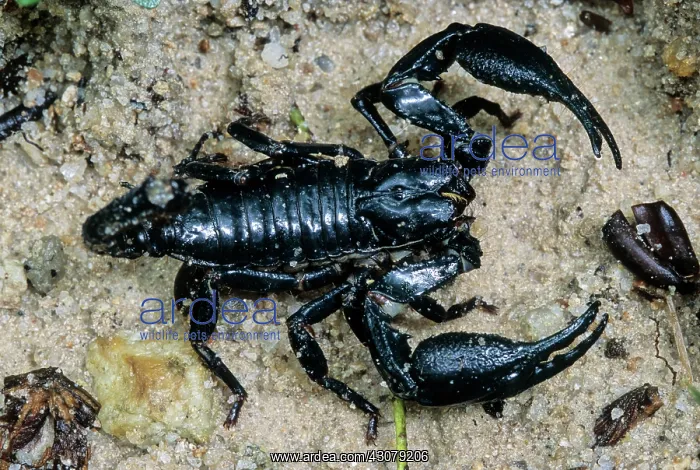 : Asian Forest Scorpion : Asian Forest Scorpion