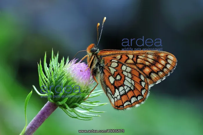 : Asian Fritillary : Asian Fritillary