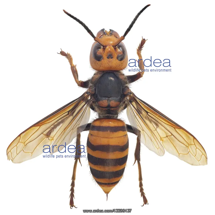 : Asian Giant Hornet, Japanese giant hornet, also : Asian Giant Hornet, Japanese giant hornet, also