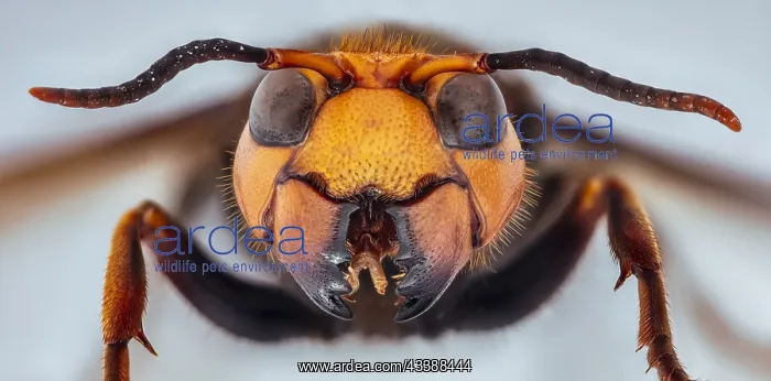 : Asian Giant Hornet, Japanese giant hornet, also : Asian Giant Hornet, Japanese giant hornet, also