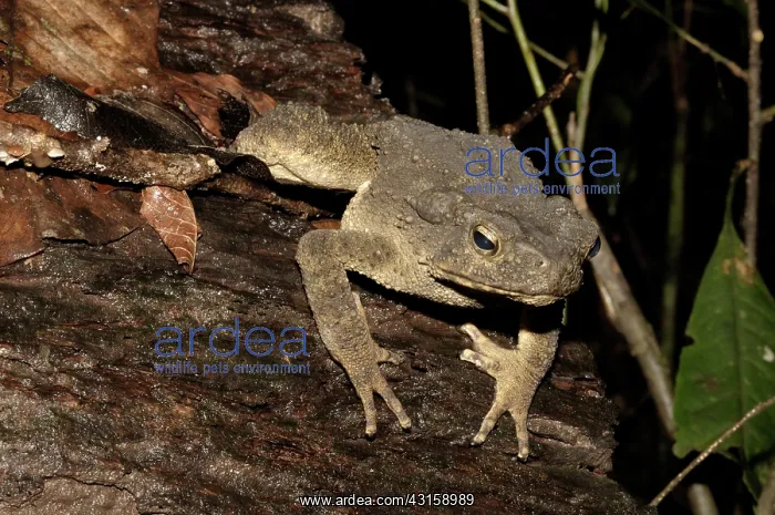 : Asian Giant Toad : Asian Giant Toad