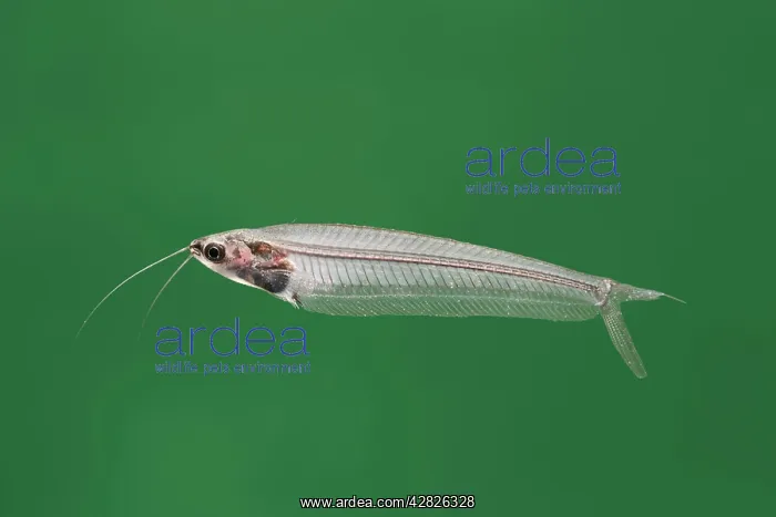 : Asian Glass catfish - side view : Asian Glass catfish - side view