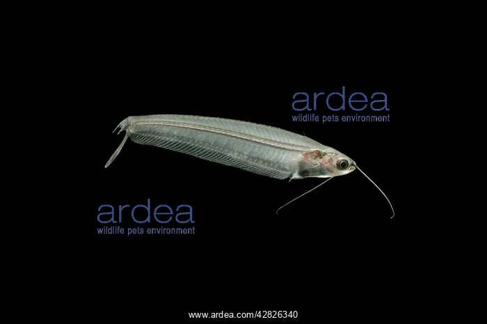 : Asian Glass catfish - side view : Asian Glass catfish - side view