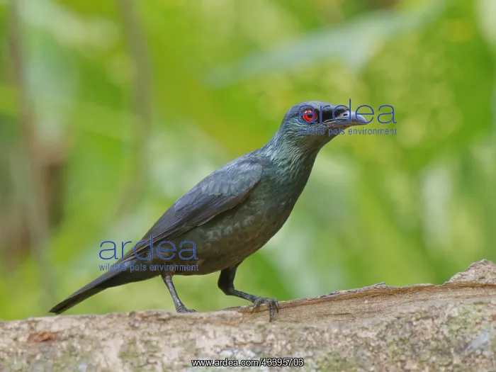 : Asian Glossy Starling Aplonis panayensis Sabah : Asian Glossy Starling Aplonis panayensis Sabah
