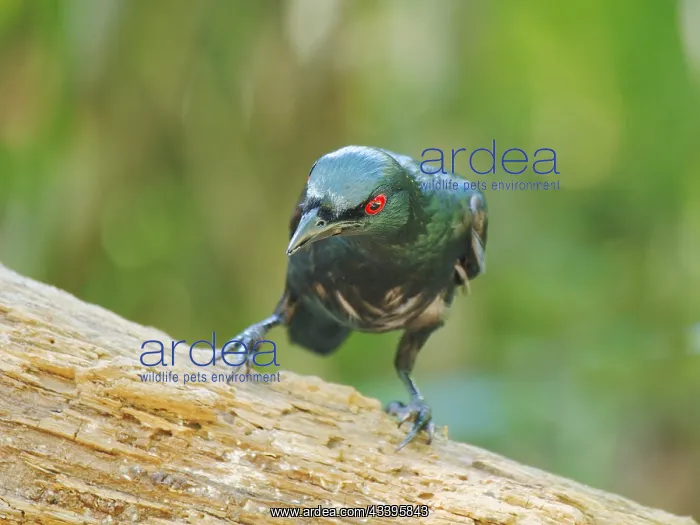 : Asian Glossy Starling Aplonis panayensis Sabah : Asian Glossy Starling Aplonis panayensis Sabah