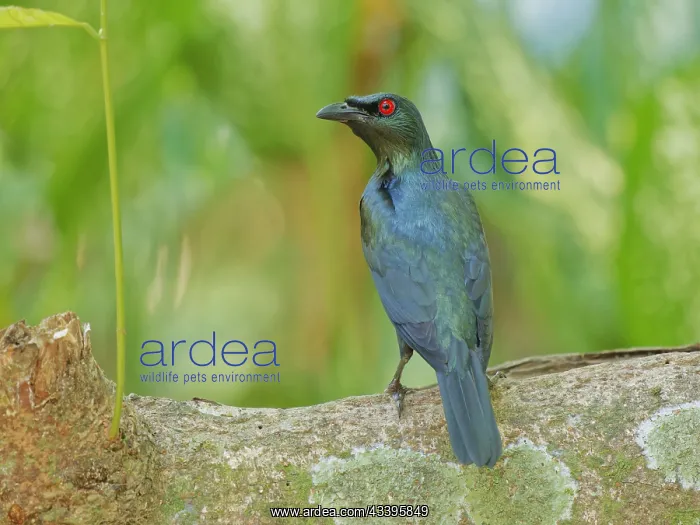 : Asian Glossy Starling Aplonis panayensis Sabah : Asian Glossy Starling Aplonis panayensis Sabah