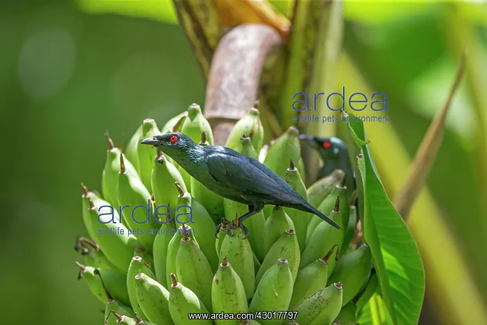  : Asian Glossy Starling perched on a bunch of bananas