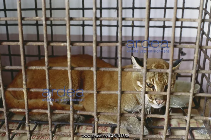 : Asian Golden Cat Confiscated From Poachers : Asian Golden Cat Confiscated From Poachers