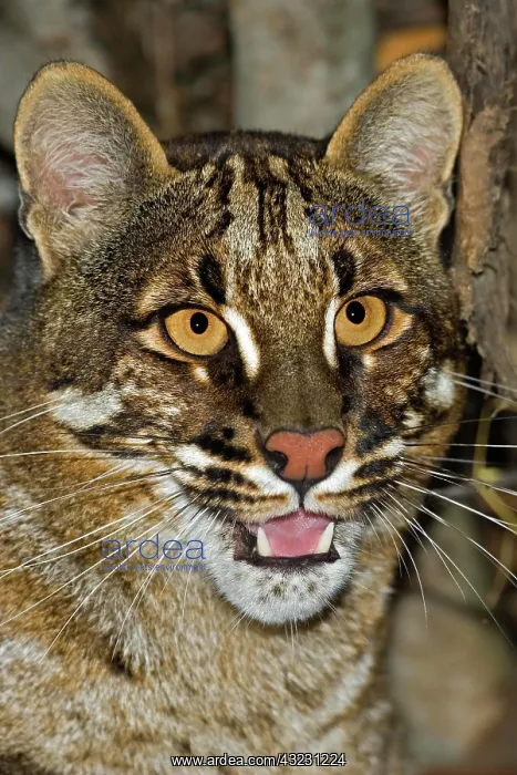 : Asian Golden Cat or Temmink's Cat, catopuma temmincki : Asian Golden Cat or Temmink's Cat, catopuma temmincki