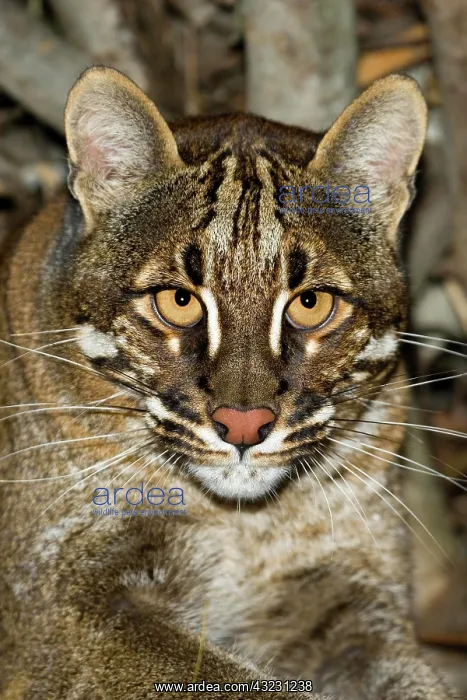 : ASIAN GOLDEN CAT OR TEMMINK'S CAT catopuma temmincki : ASIAN GOLDEN CAT OR TEMMINK'S CAT catopuma temmincki