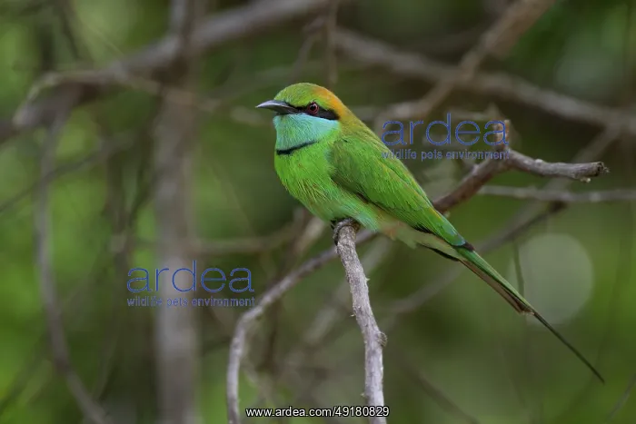 : Asian Green Bee-eater (Merops orientalis orientalis) on a branch : Asian Green Bee-eater (Merops orientalis orientalis) on a branch