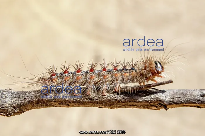 : Asian gypsy Moth (Lymantria dispar) caterpillar : Asian gypsy Moth (Lymantria dispar) caterpillar