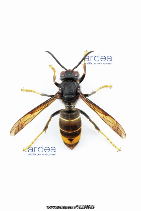 : Asian Hornet - on white - Allariz, Galicia, Spain : Asian Hornet - on white - Allariz, Galicia, Spain