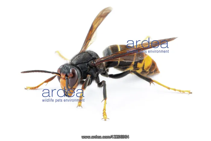 : Asian Hornet - on white - Allariz, Galicia, Spain : Asian Hornet - on white - Allariz, Galicia, Spain