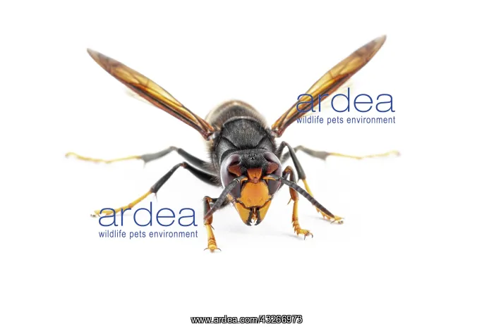 : Asian Hornet - on white - Allariz, Galicia, Spain : Asian Hornet - on white - Allariz, Galicia, Spain