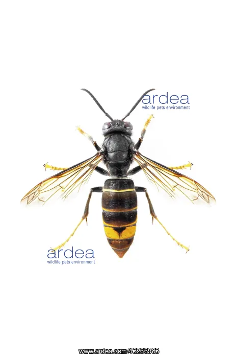 : Asian Hornet - on white - Allariz, Galicia, Spain : Asian Hornet - on white - Allariz, Galicia, Spain