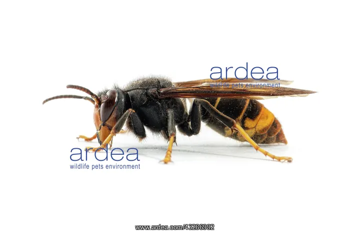  : Asian Hornet - on white - Allariz, Galicia, Spain