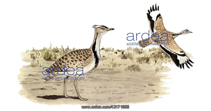 : Asian Houbara : Asian Houbara