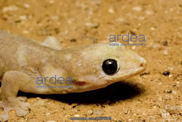  : Asian house gecko