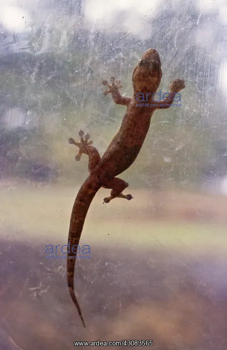 : Asian House Gecko : Asian House Gecko
