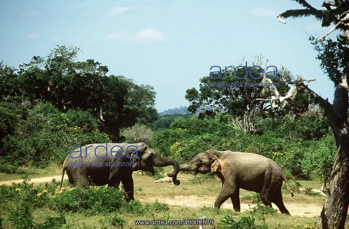 : ASIAN / INDIAN ELEPHANT - 2 Bulls sparring : ASIAN / INDIAN ELEPHANT - 2 Bulls sparring