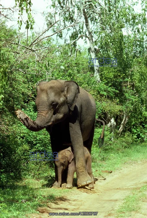 : Asian / Indian Elephant - with 3 day old baby : Asian / Indian Elephant - with 3 day old baby