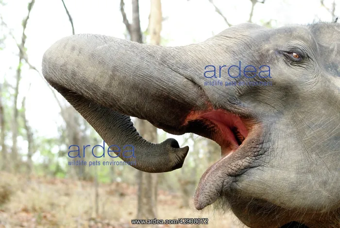 : Asian / Indian Elephant : Asian / Indian Elephant