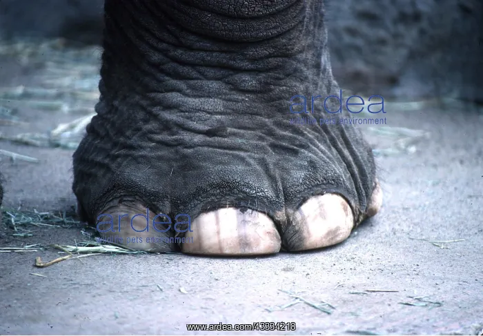 : ASIAN / INDIAN ELEPHANT : ASIAN / INDIAN ELEPHANT