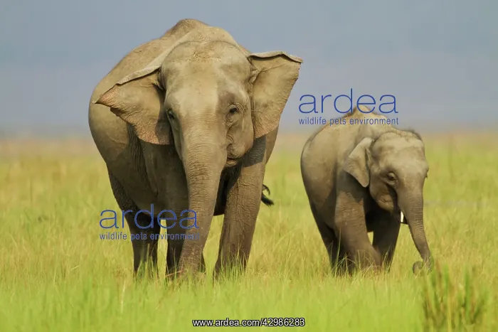  : Asian  /  Indian Elephant - adult and young. Corbett
