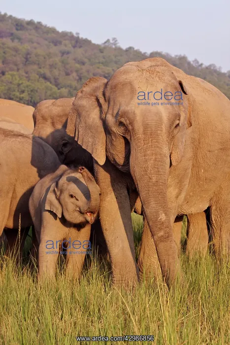 : Asian / Indian Elephant - adult and young. Corbett : Asian / Indian Elephant - adult and young. Corbett