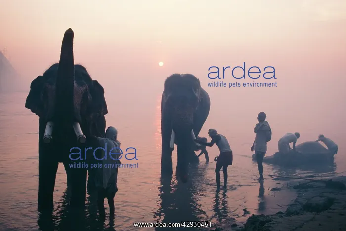 : Asian / Indian Elephant - bathing in Ganges Sonepur : Asian / Indian Elephant - bathing in Ganges Sonepur