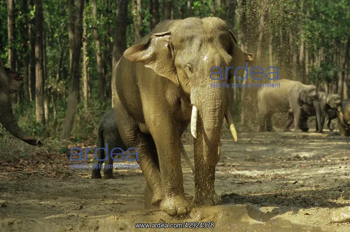 : Asian / Indian Elephant bathing at the waterhole : Asian / Indian Elephant bathing at the waterhole