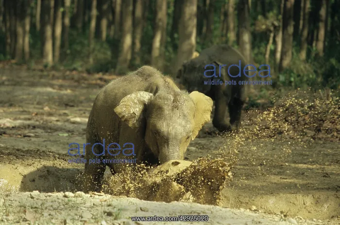 : Asian / Indian Elephant - Calf splashing the waterhole : Asian / Indian Elephant - Calf splashing the waterhole