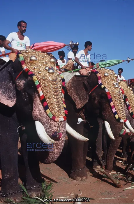 : ASIAN / INDIAN ELEPHANT - in ceremony : ASIAN / INDIAN ELEPHANT - in ceremony