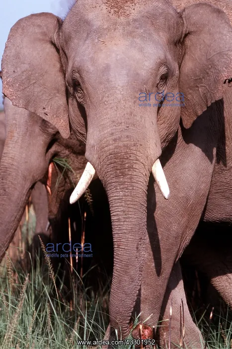 : Asian / Indian Elephant - close-up of face : Asian / Indian Elephant - close-up of face