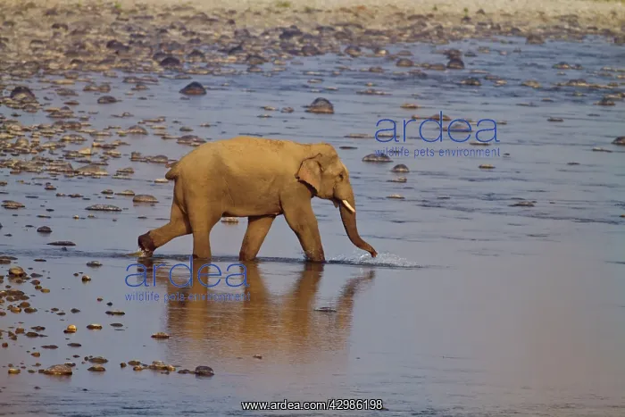 : Asian / Indian Elephant - crossing the Ramganga : Asian / Indian Elephant - crossing the Ramganga