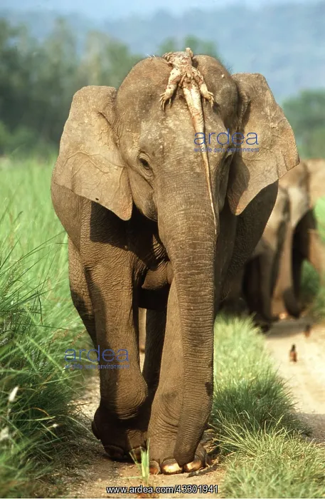 : ASIAN / INDIAN ELEPHANT - with dead lizard on head : ASIAN / INDIAN ELEPHANT - with dead lizard on head