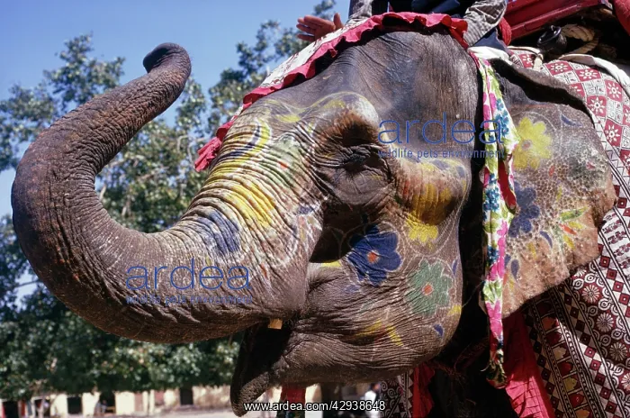 : Asian / Indian Elephant - decorated for ceremony : Asian / Indian Elephant - decorated for ceremony