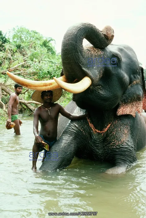 : Asian / Indian Elephant - domestic tusker being scrubbed : Asian / Indian Elephant - domestic tusker being scrubbed