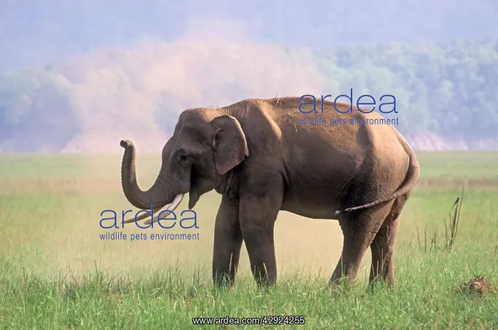 : Asian / Indian Elephant - dust bathing : Asian / Indian Elephant - dust bathing