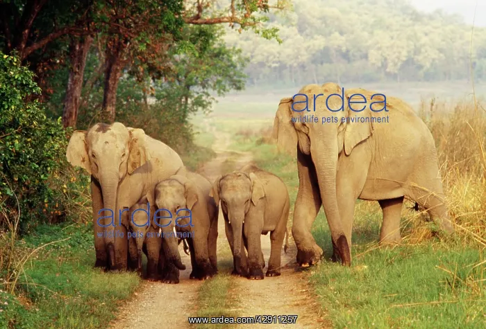 : Asian / Indian ELEPHANT - Family : Asian / Indian ELEPHANT - Family