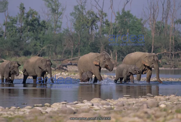 : Asian / Indian Elephant family crossing the river Ramganga : Asian / Indian Elephant family crossing the river Ramganga