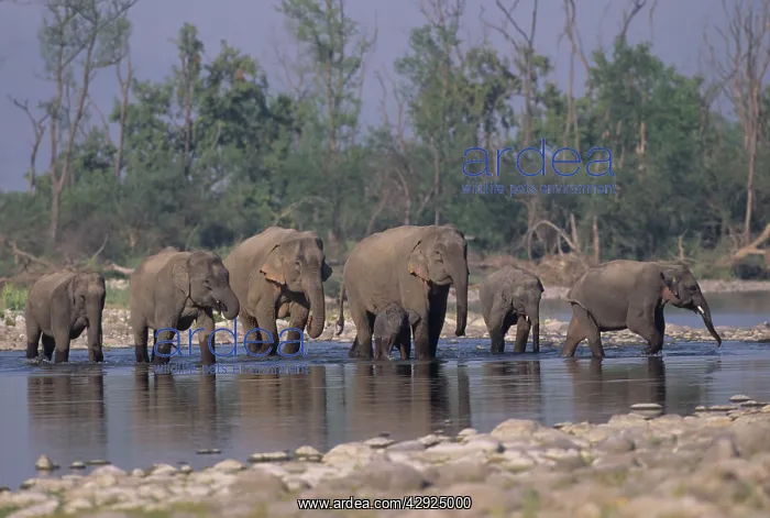  : Asian  /  Indian Elephant family crossing the river Ramganga